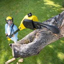 Best Stump Grinding and Removal  in Denmark, SC