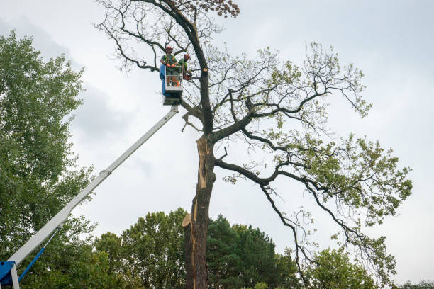 Best Tree Trimming and Pruning  in Denmark, SC