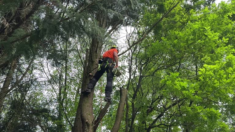 Why Choose Our Tree Removal Services in Denmark, SC?